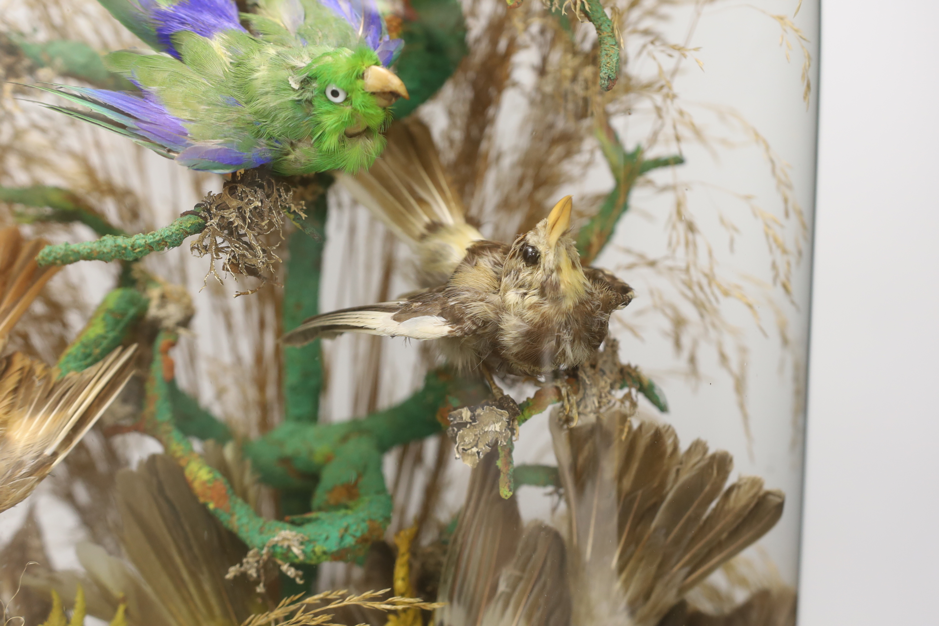 Taxidermy - A Victorian exotic bird group under a glass dome, 59cm high